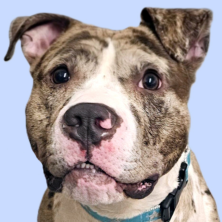 smudge adoptable dog