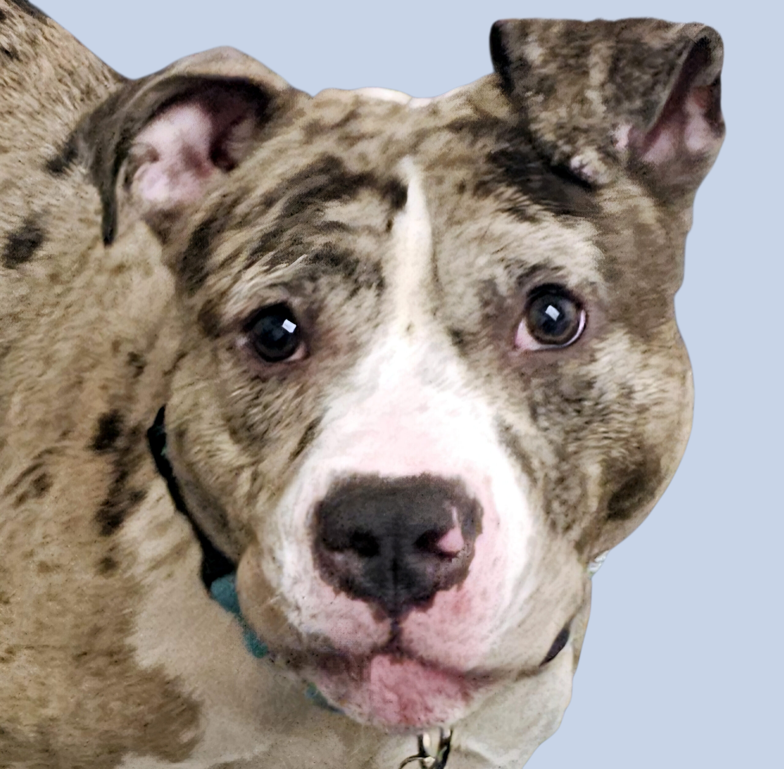 smudge adoptable dog