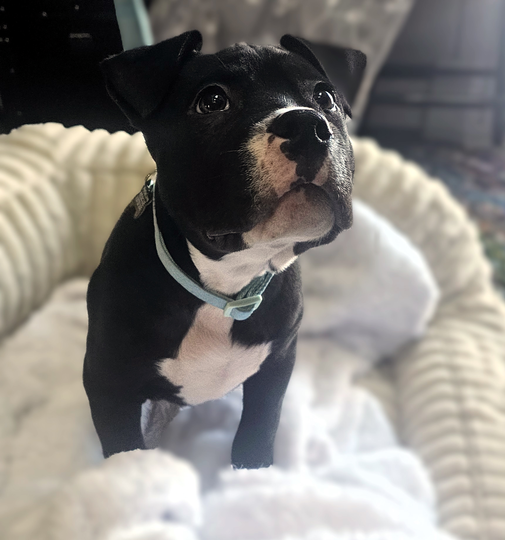 brussel adoptable pup