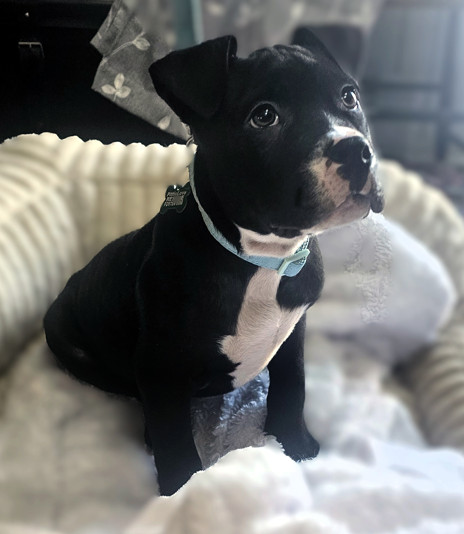 brussel adoptable pup