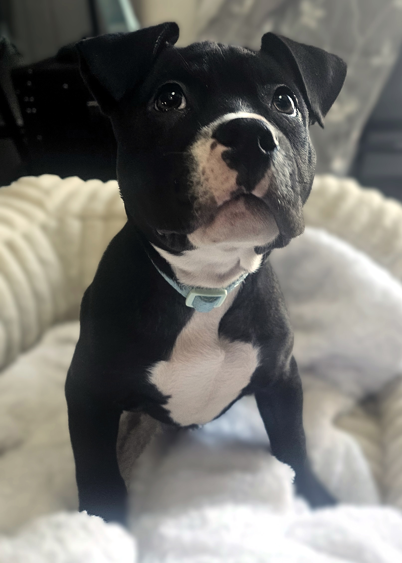 brussel adoptable pup