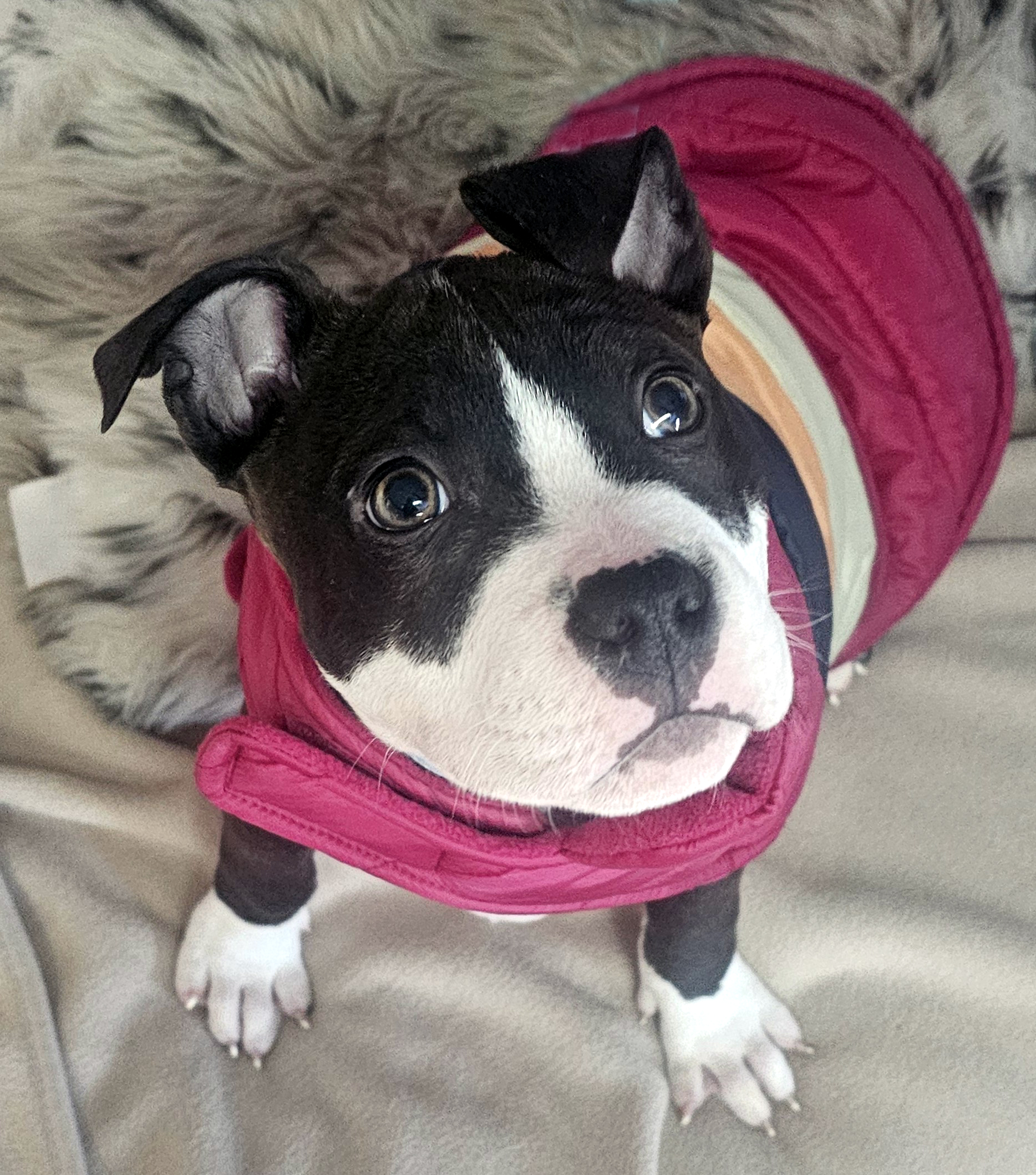 sprout adoptable pup