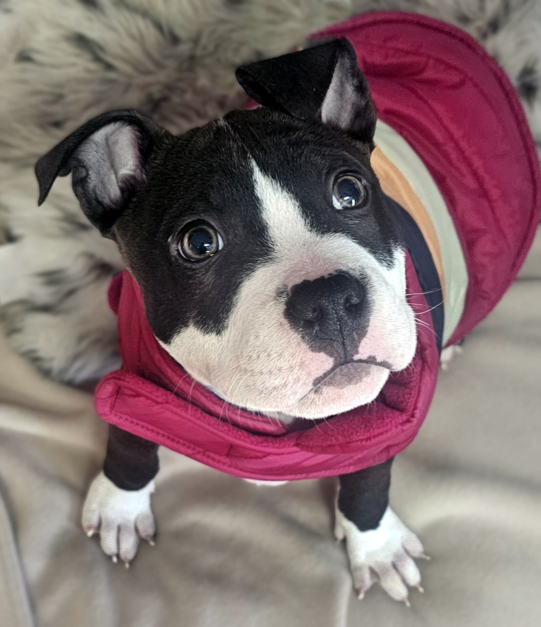 sprout adoptable pup