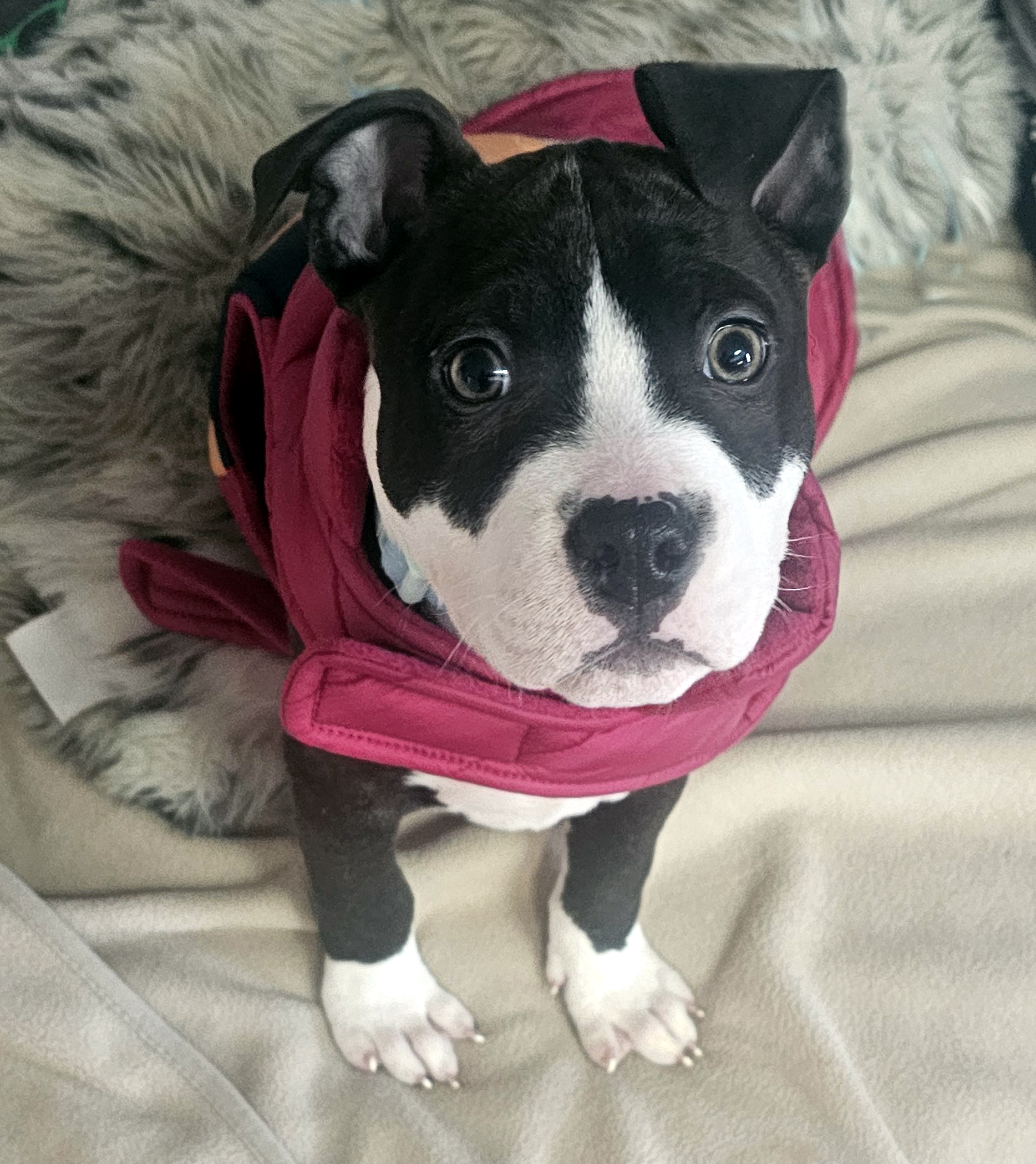 sprout adoptable pup