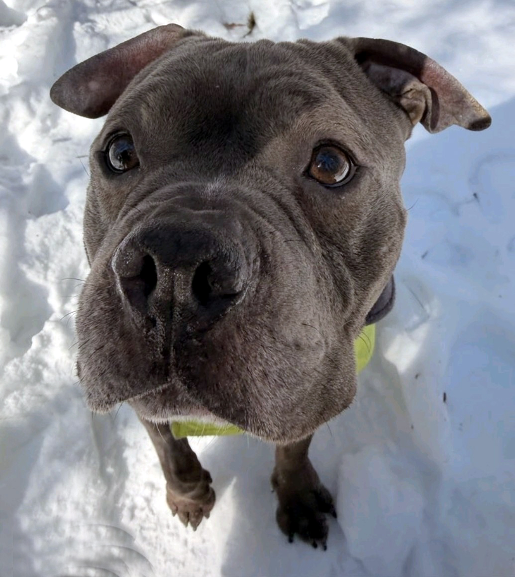 buccee joe adoptable dog