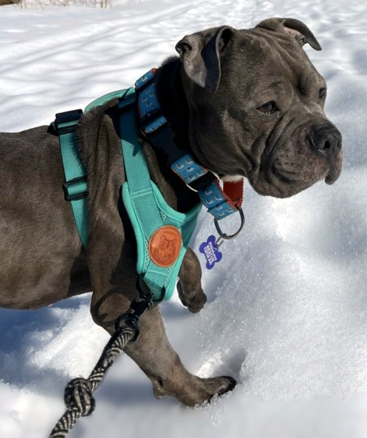 buccee joe adoptable dog