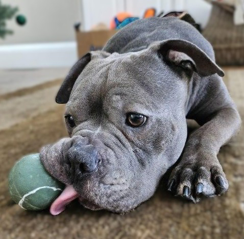 buccee joe adoptable dog