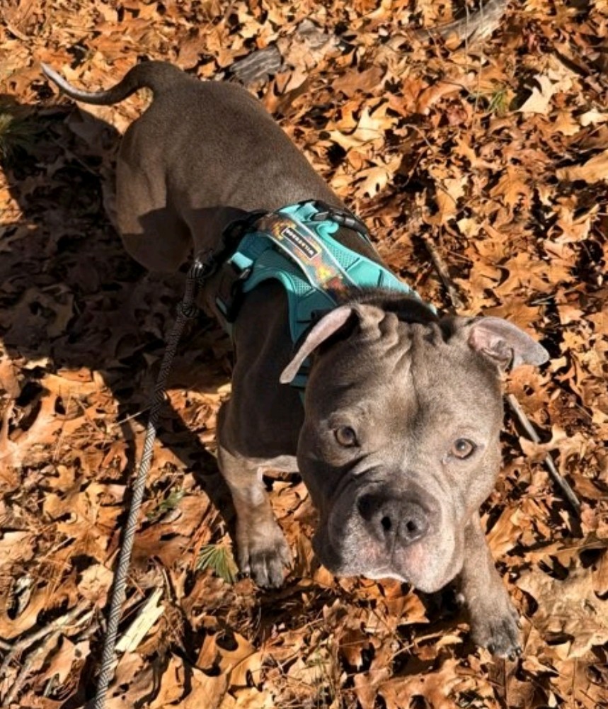 buccee joe adoptable dog