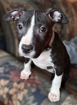 ava adoptable pup