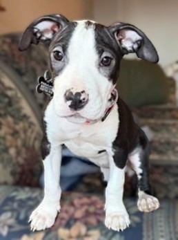 mable adoptable pup