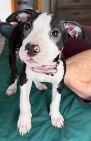 ava adoptable pup