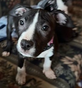 ava adoptable pup