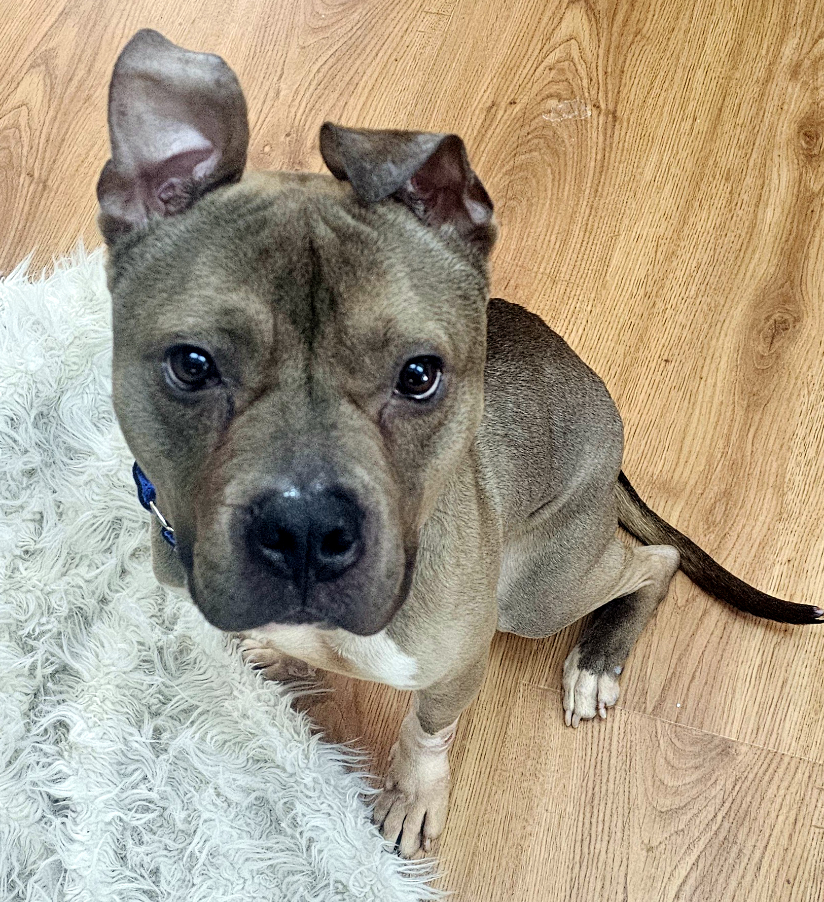 dumpling adoptable dog