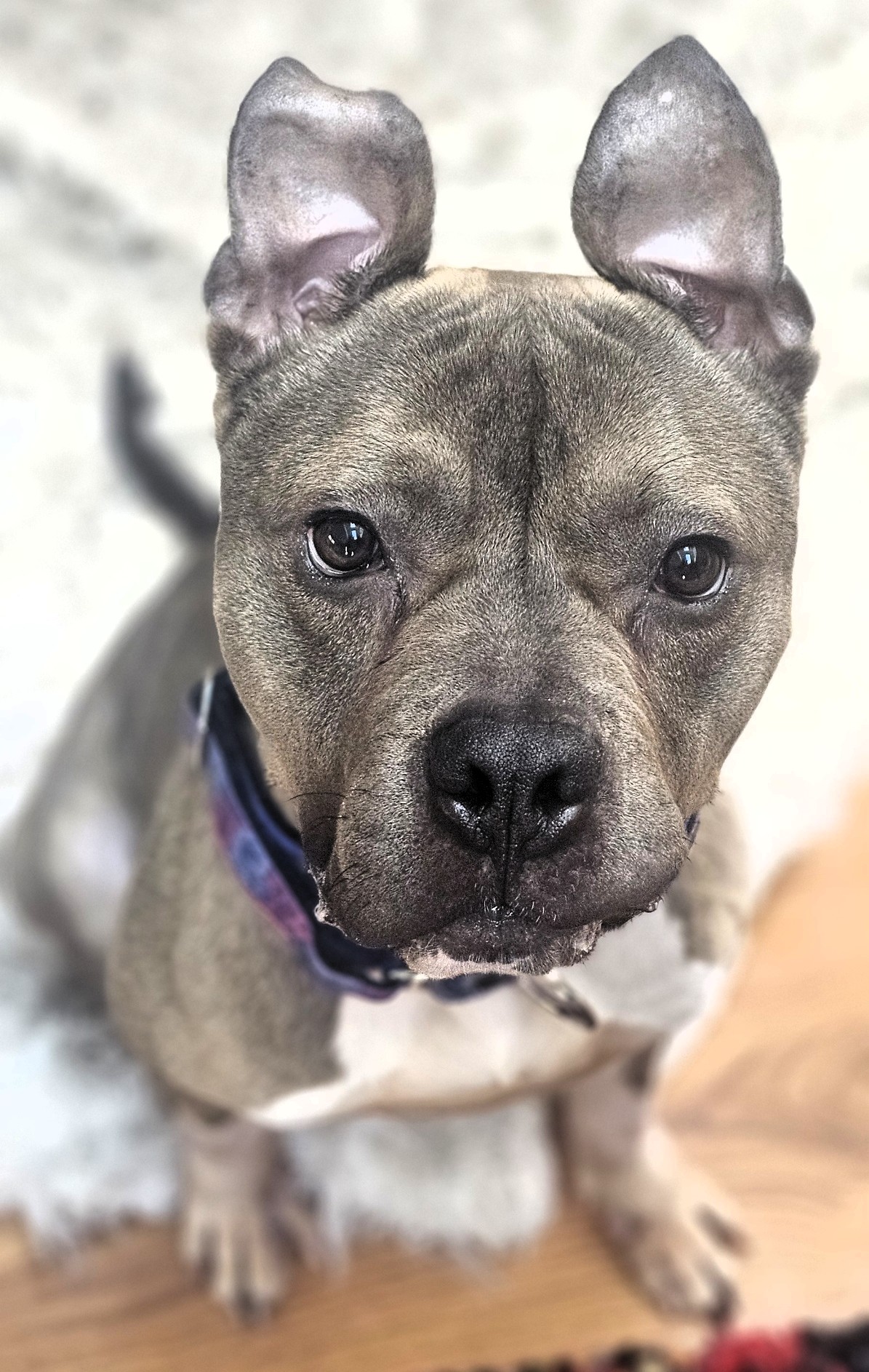 dumpling adoptable dog