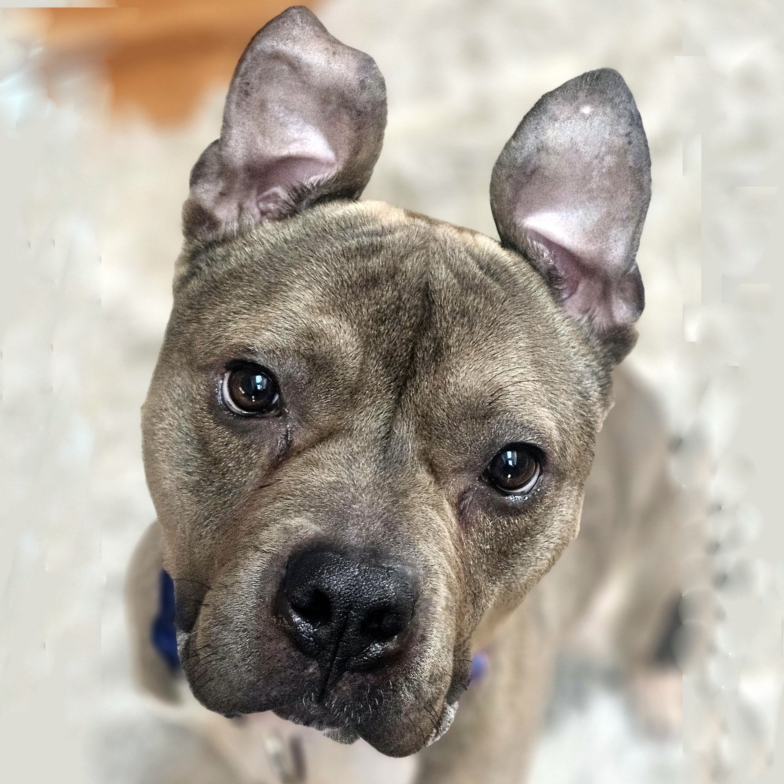 dumpling adoptable dog