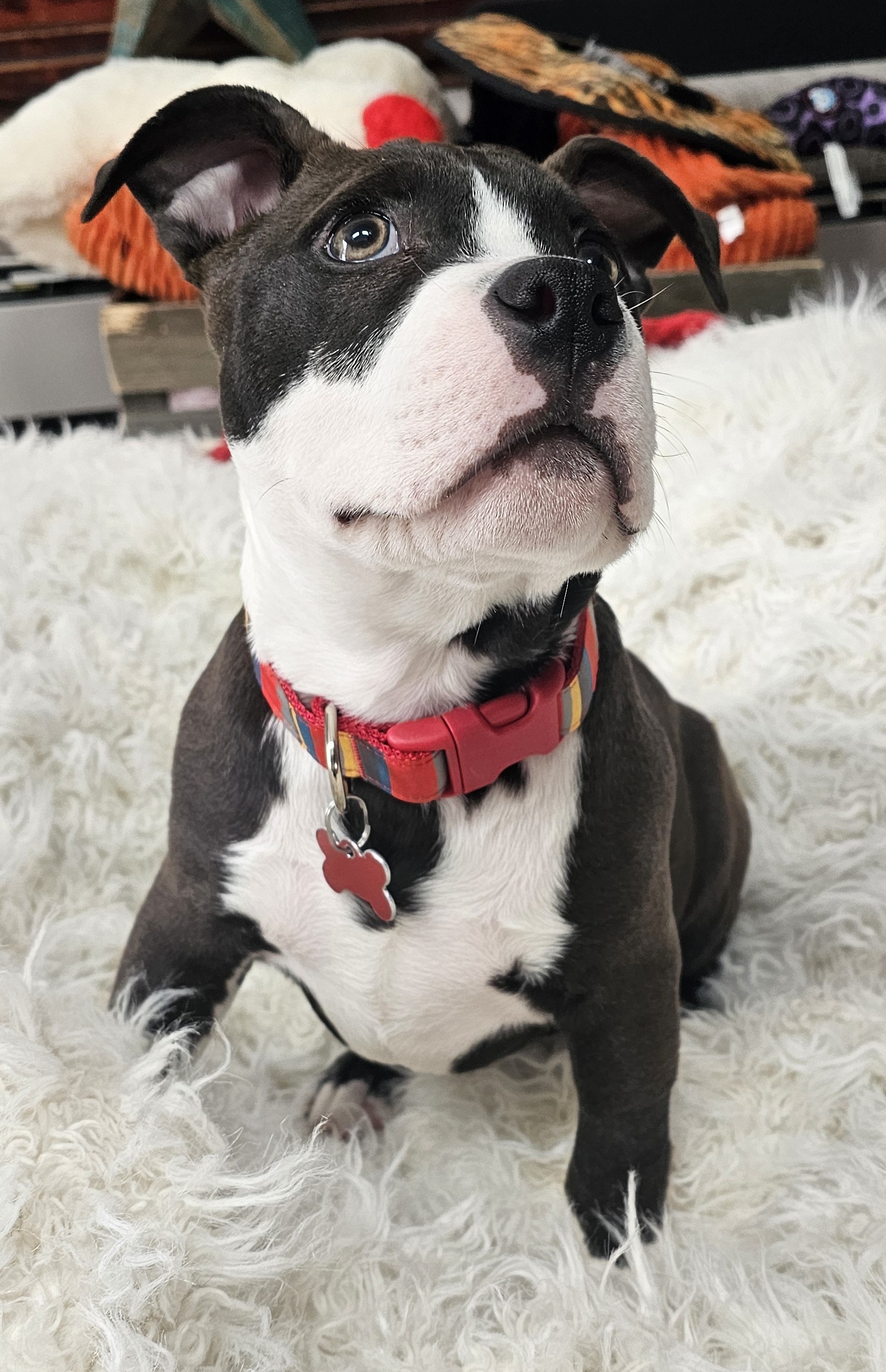 sprout adoptable pup