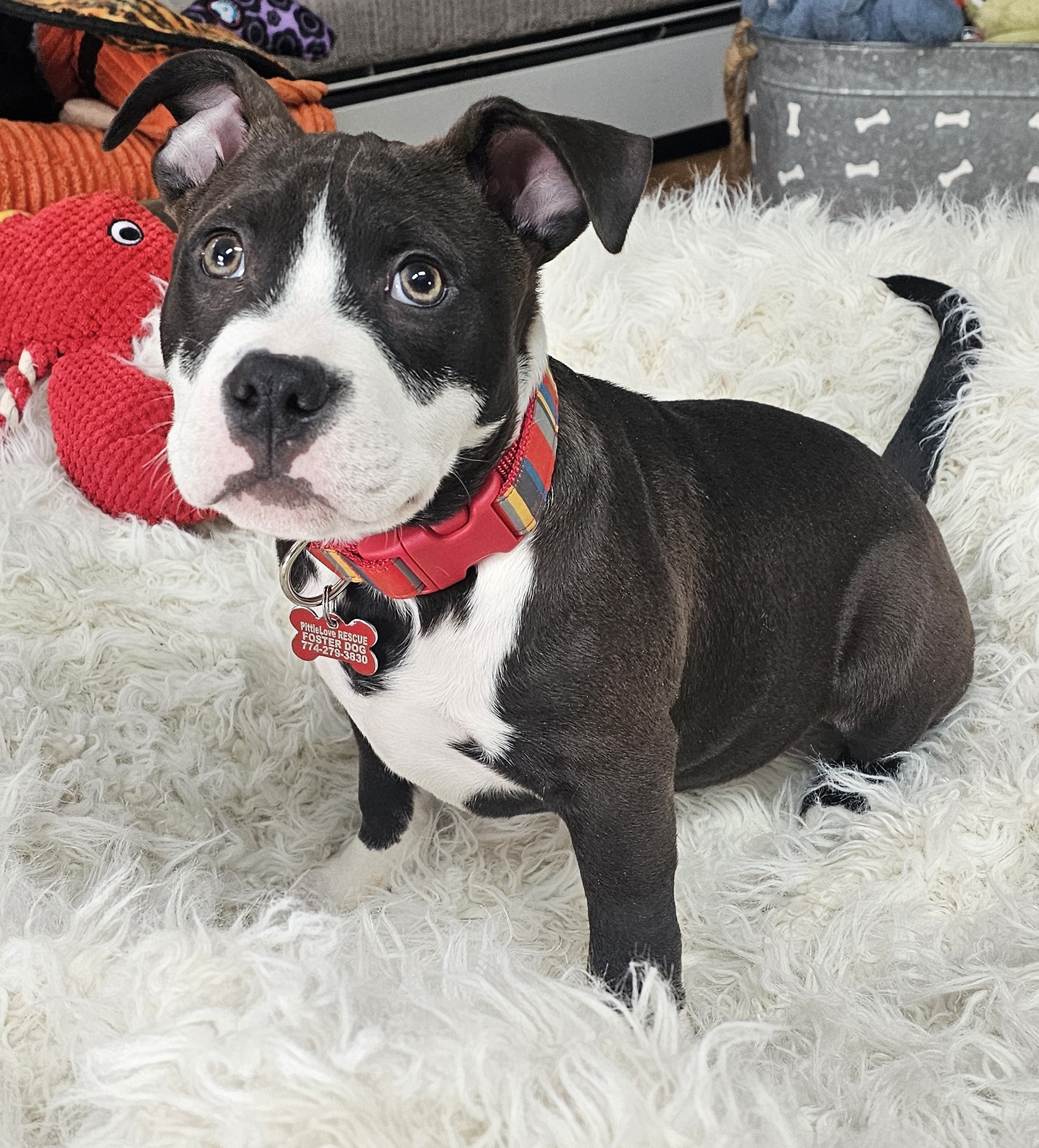 sprout adoptable pup