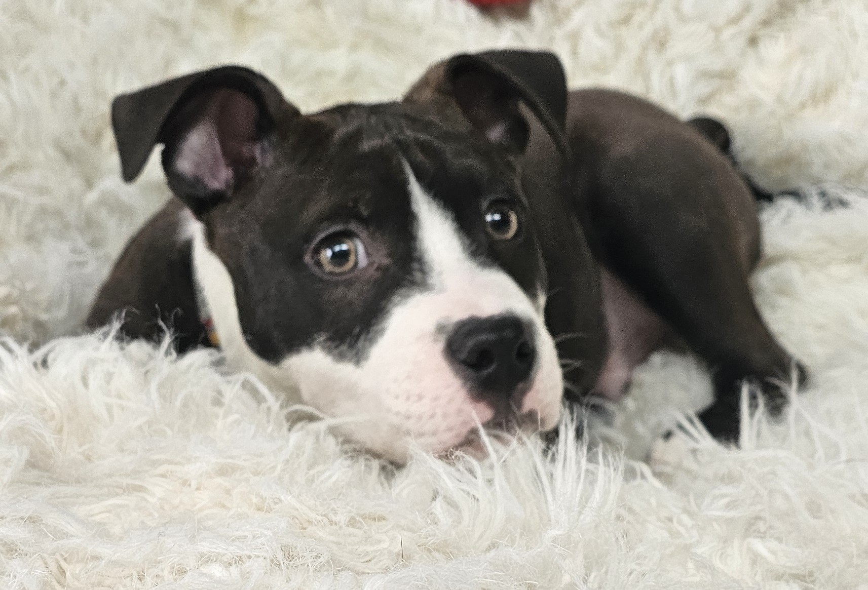 sprout adoptable pup