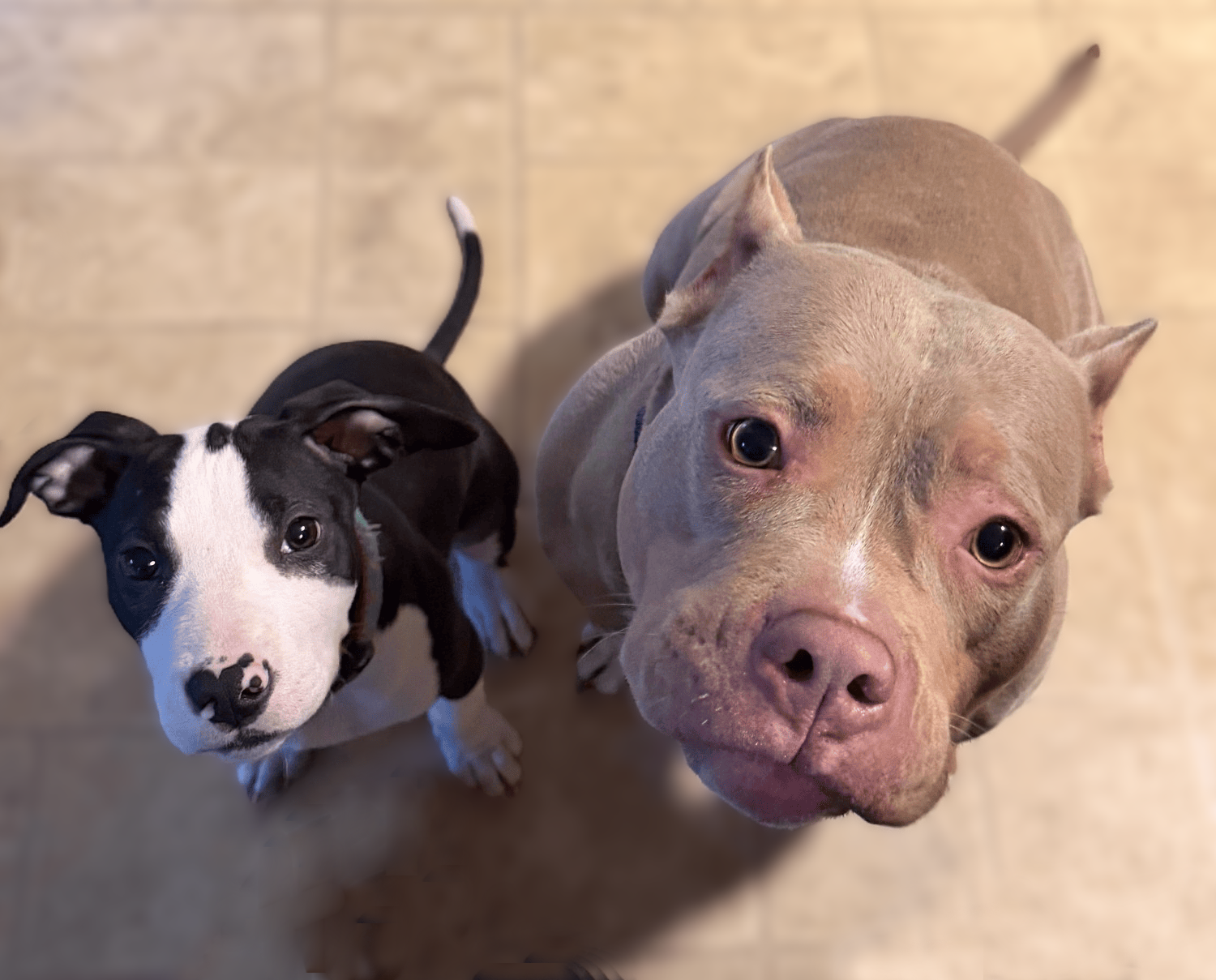 tango adoptable dog