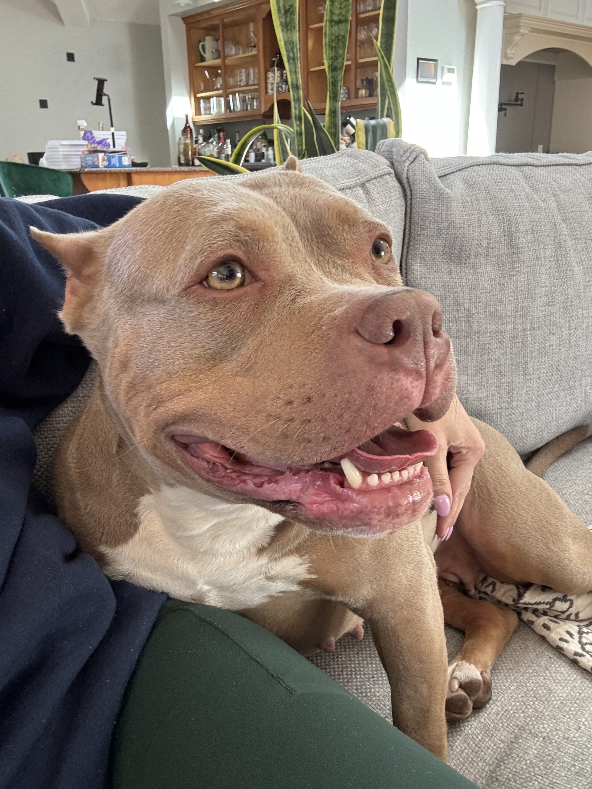 tango adoptable dog