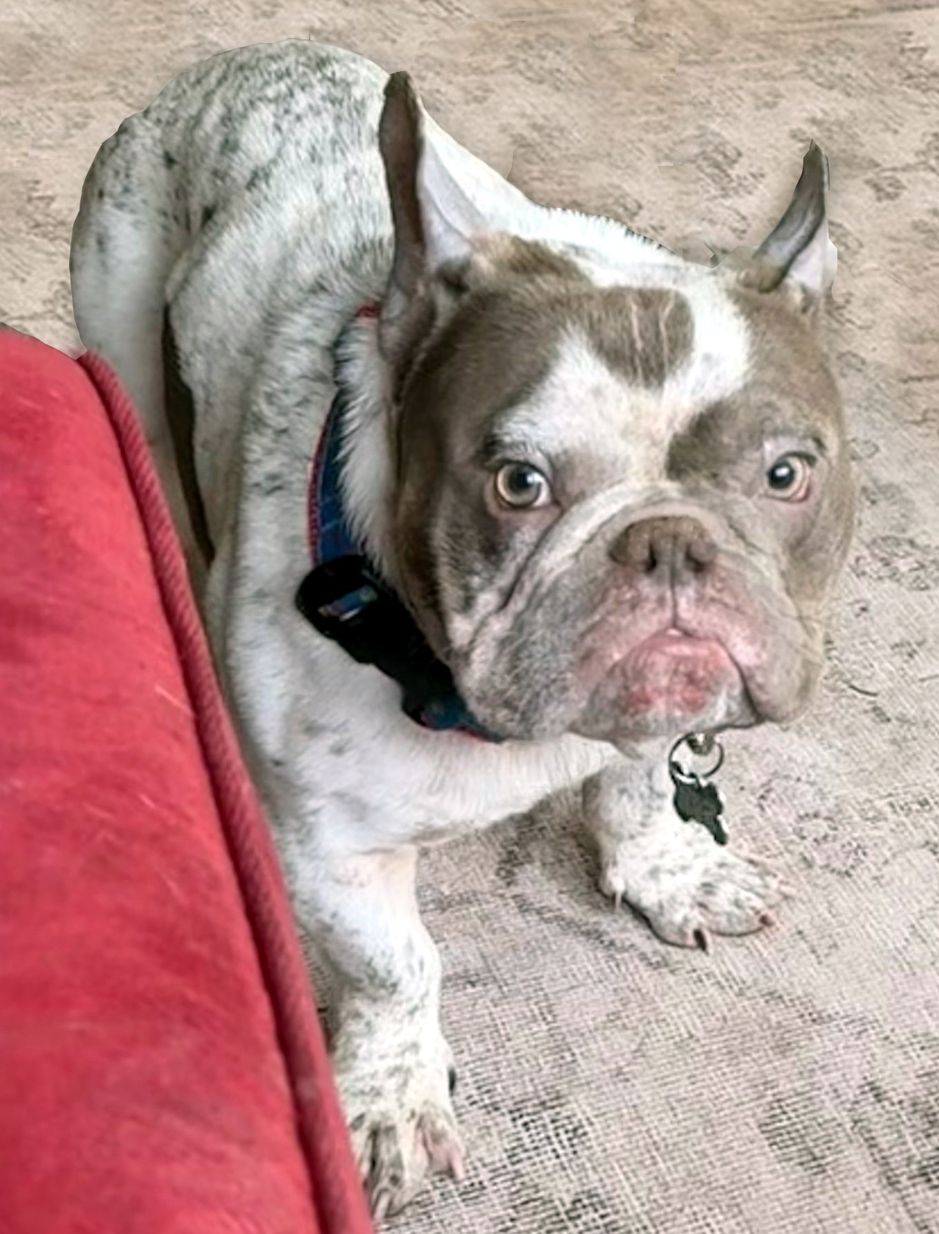 screech adoptable dog