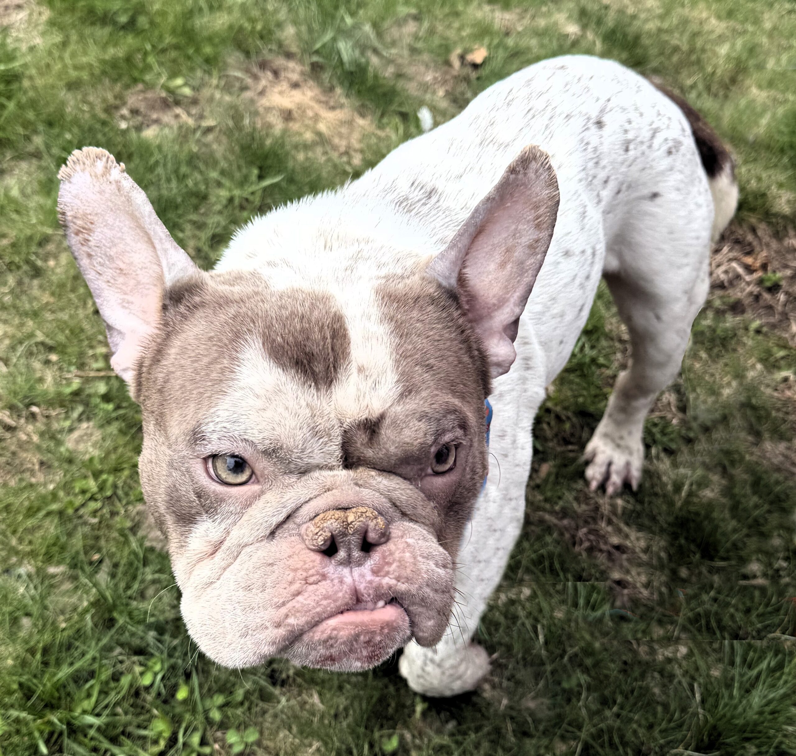 screech adoptable dog