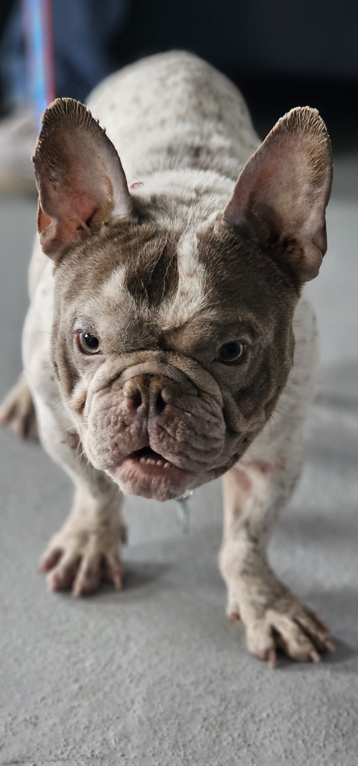screech adoptable dog