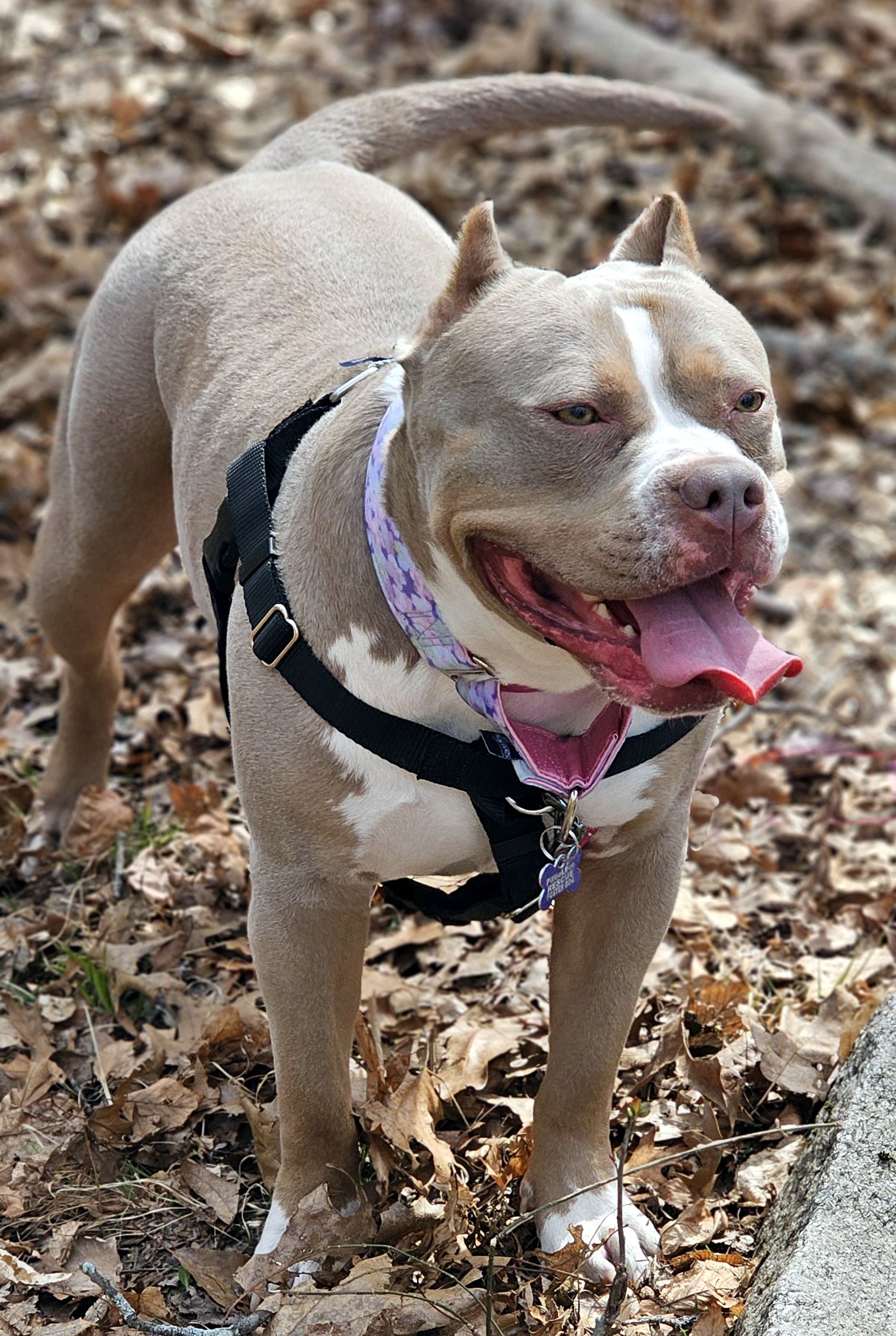 trudy adoptable dog