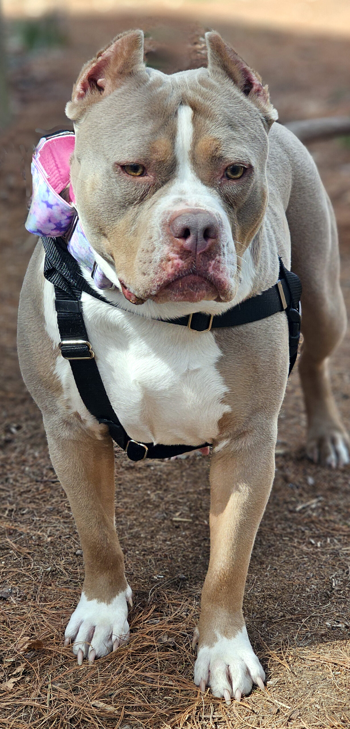 trudy adoptable dog