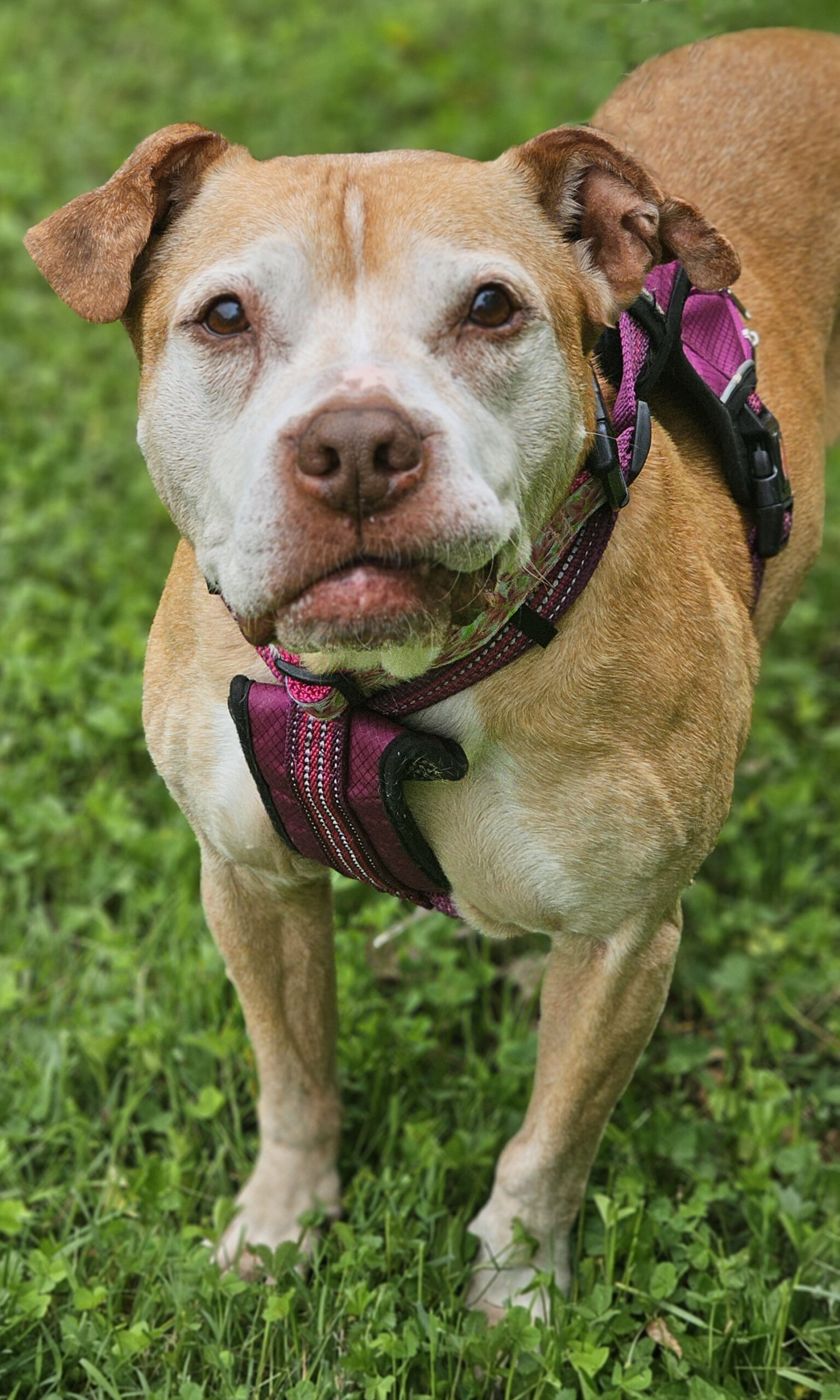 cali adoptable dog