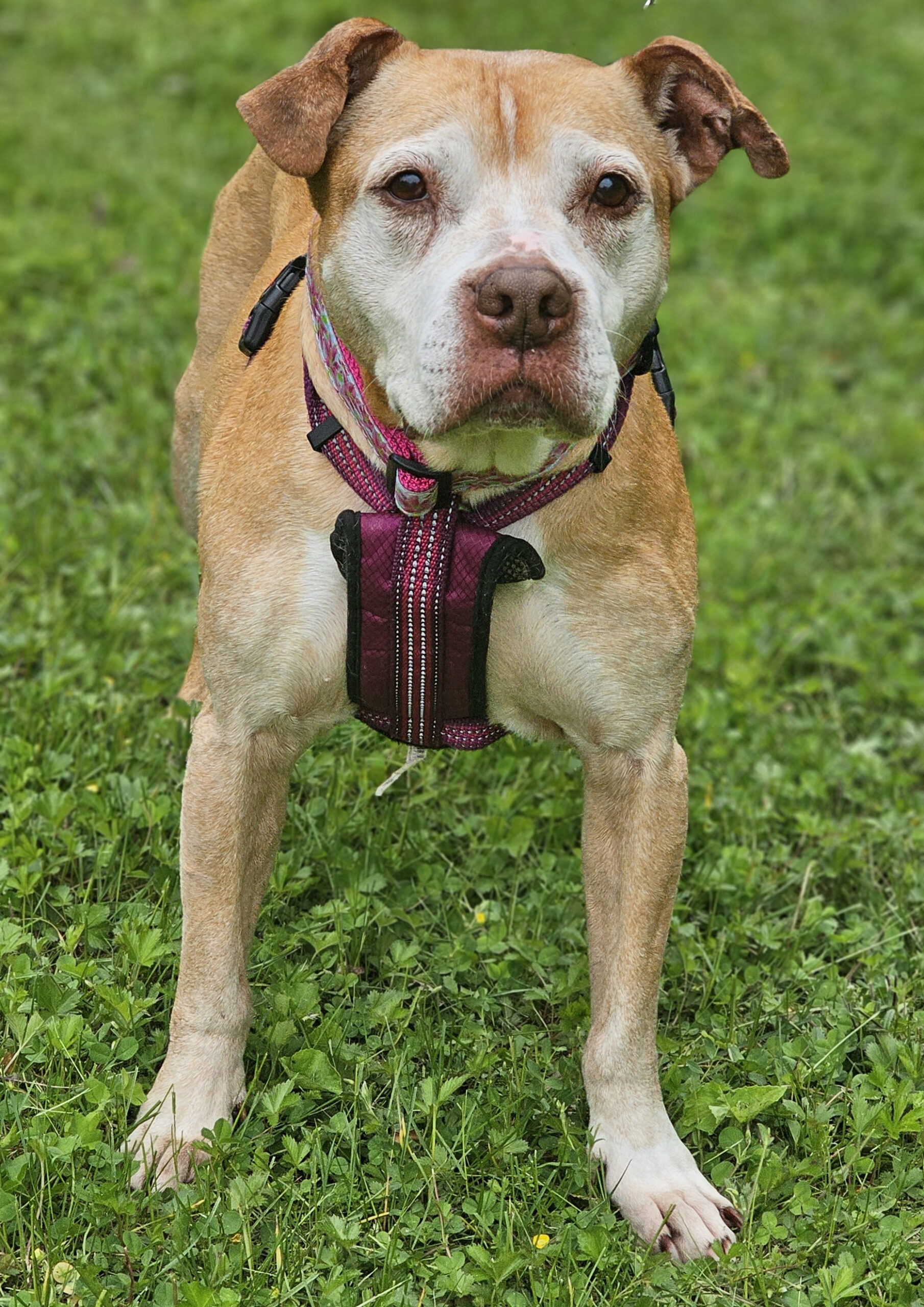 cali adoptable dog