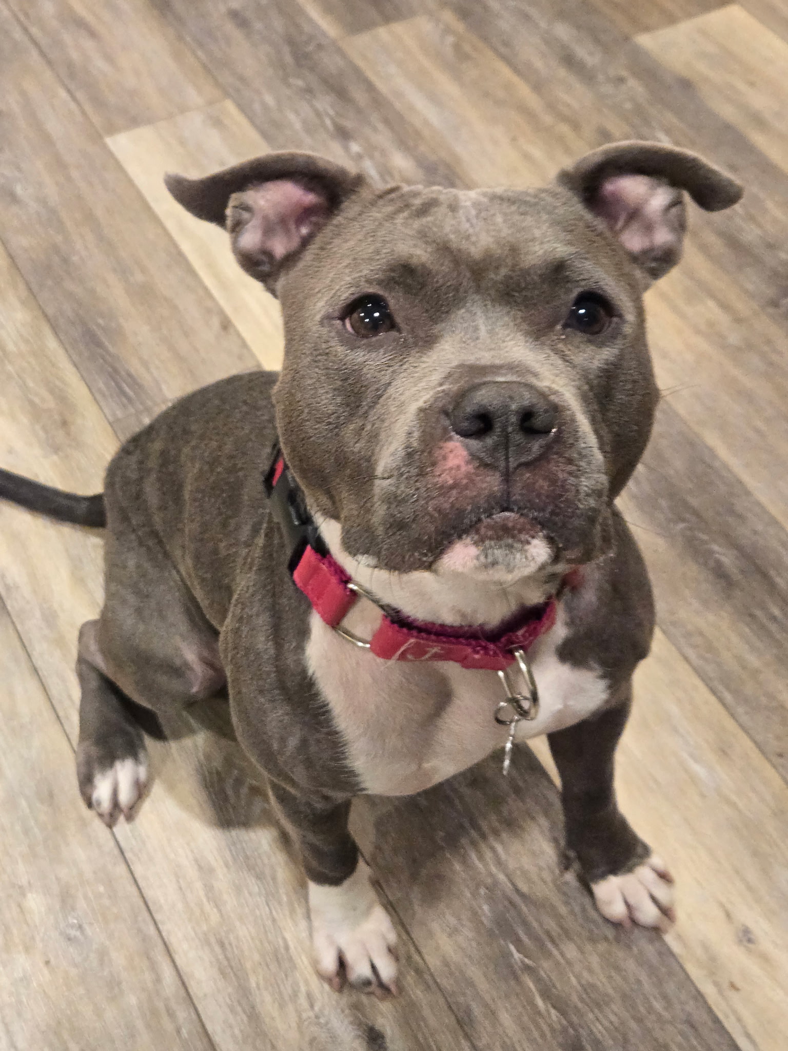 rain adoptable dog