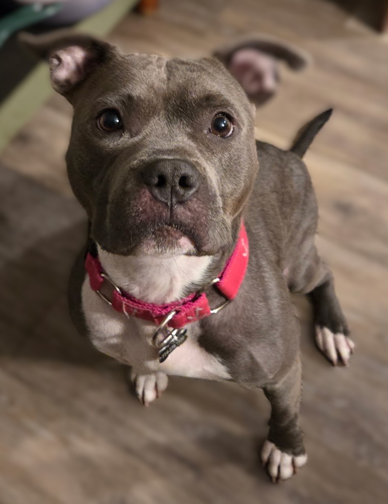 rain adoptable dog