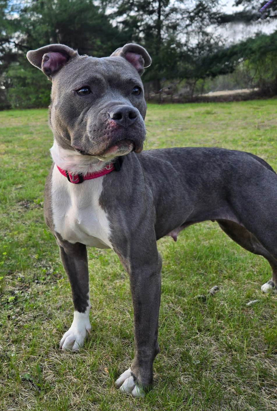 rain adoptable dog