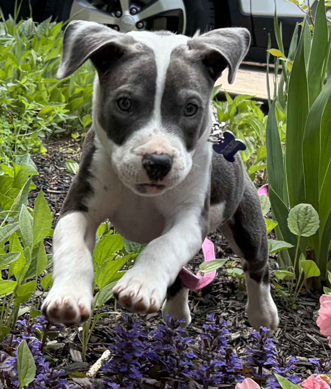 sapphire adoptable pup