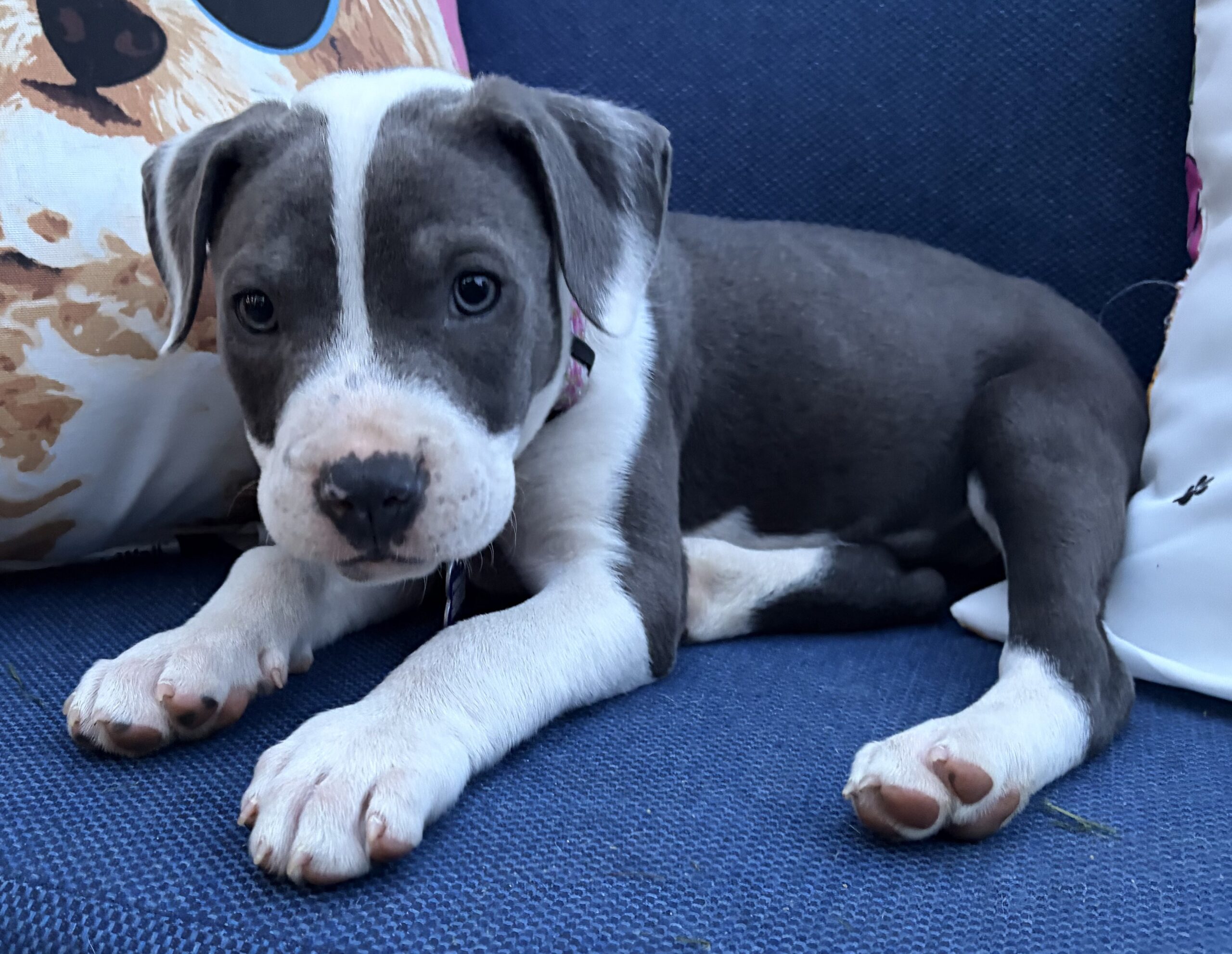 sapphire adoptable pup