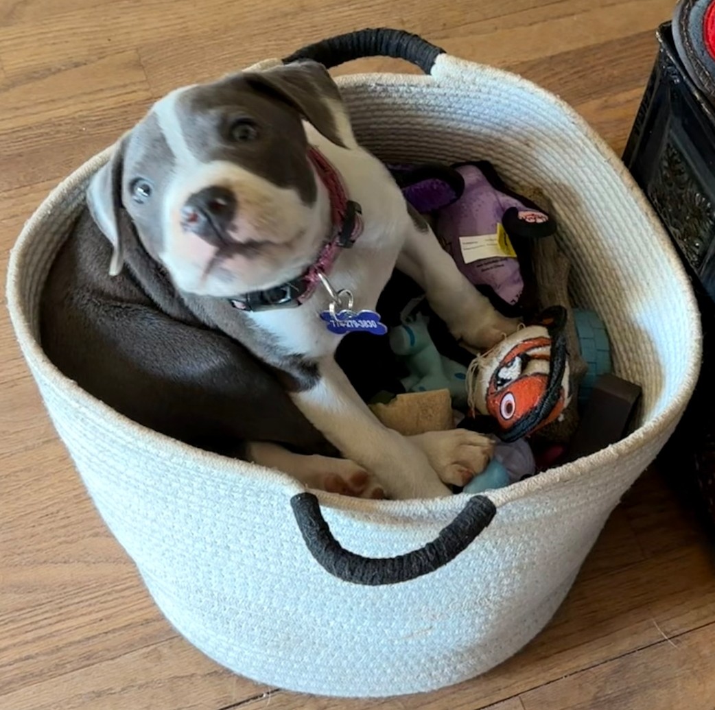 sapphire adoptable pup