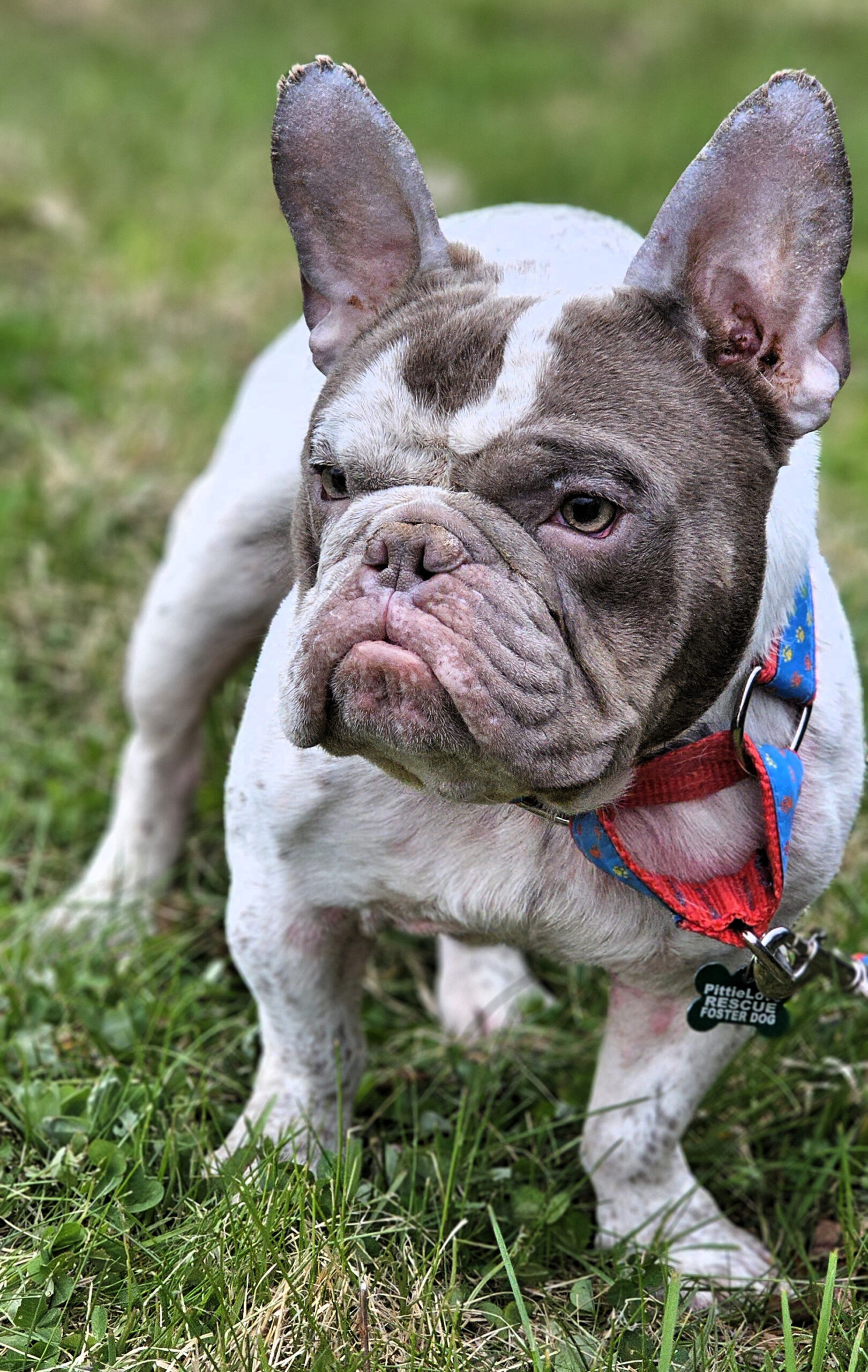 sxreech adoptable dog