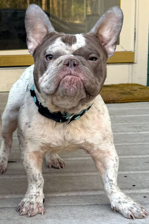 screech adoptable dog