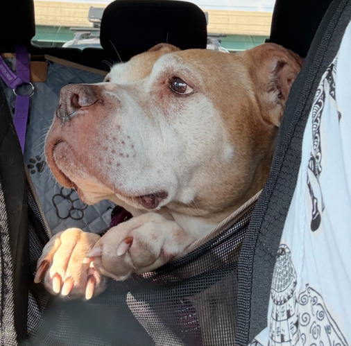 cali adoptable dog