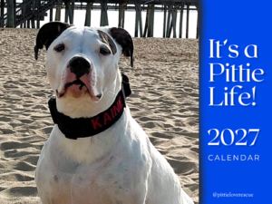 pit bull calendar 2027
