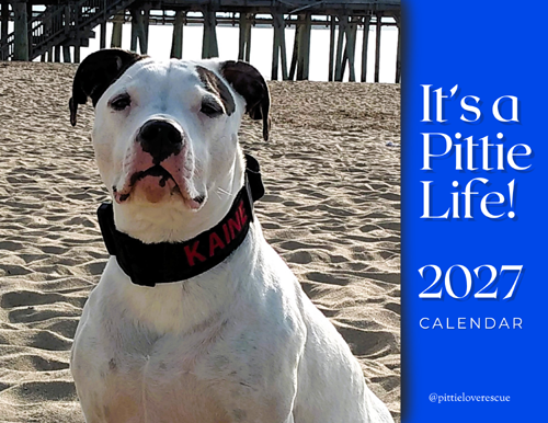 pit bull calendar 2027
