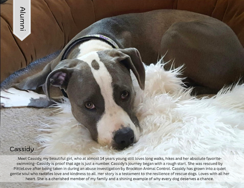 pit bull calendar 2027