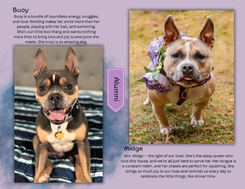 pit bull calendar 2027