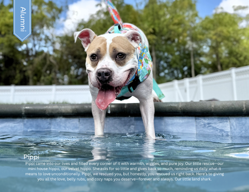 pit bull calendar 2027