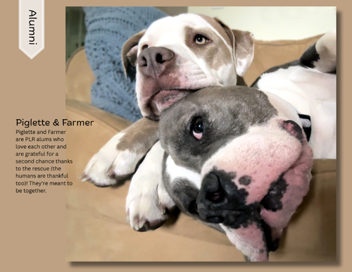 pit bull calendar 2027