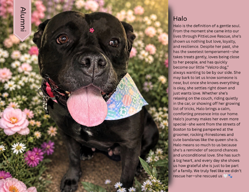 pit bull calendar 2027