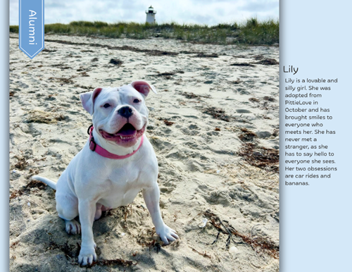 pit bull calendar 2027