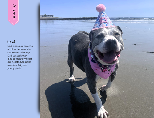 pit bull calendar 2027