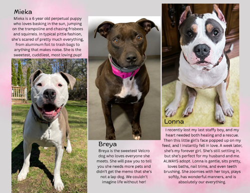 pit bull calendar 2027